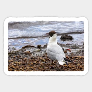 Black-headed Gull Sticker